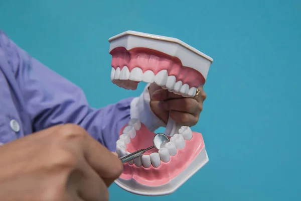 O modelo dental é usado para ensinar a verificar a limpeza dos dentes pelo médico. . — Fotografia de Stock