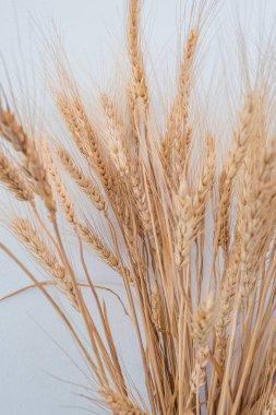 beyaz zemin üzerine altın buğday 