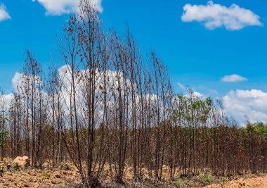 Birçok kuru ağaç ve mavi gökyüzü arka plan