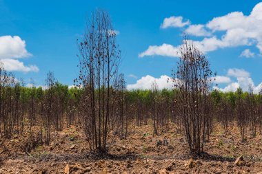 Birçok kuru ağaç ve mavi gökyüzü arka plan