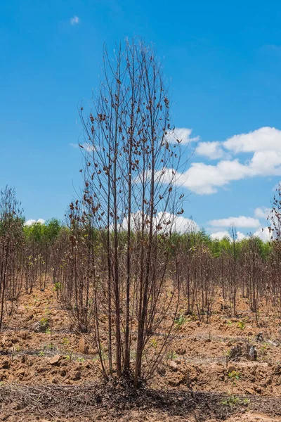 Birçok kuru ağaç ve mavi gökyüzü arka plan