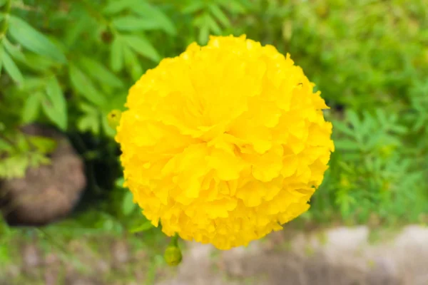 Fiori di calendula gialla fresca con goccia d'acqua in giardino — Foto Stock