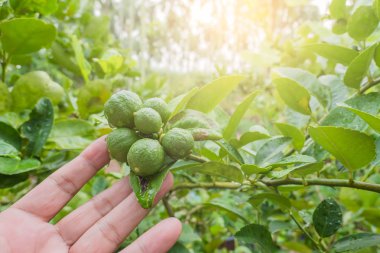 Çiftçi el ağacından taze yeşil limon 