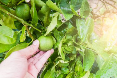 Çiftçi el ağacından taze yeşil limon 