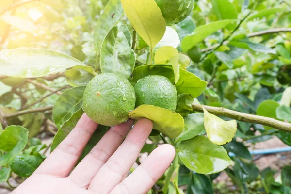 Çiftçi el ağacından taze yeşil limon 
