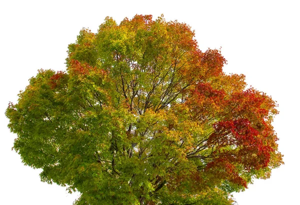 Frühling Ahornblatt Farbwechsel rot grün gelb orange auf weißem Hintergrund — Stockfoto