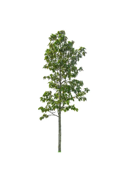Árvore verde isolada no fundo branco — Fotografia de Stock