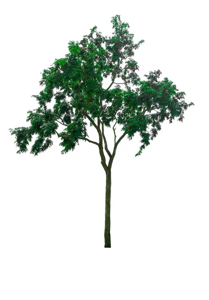 Zelený strom izolovaných na bílém pozadí souboru s ořezovou cestou na — Stock fotografie