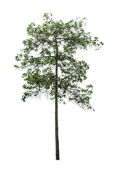 Yeşil ağaç, izole kırpma yolu ile dosyasının beyaz arka plan üzerinde — Stok fotoğraf