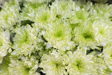 closeup yeşil çiçek gerbera bahçesinde ağaç üzerinde 