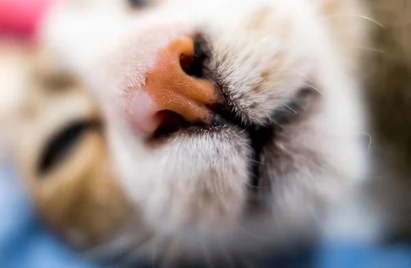 Γάτα Closeup Ενός Αφράτο Τιγρέ Γάτα Χαριτωμένο Γατάκι — Φωτογραφία Αρχείου