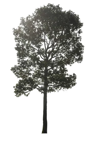 Green Tree Białym Tle Białym Tle Plik Ścieżką Przycinającą — Zdjęcie stockowe