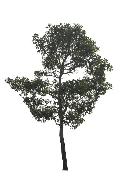 Yeşil Ağaç Izole Kırpma Yolu Ile Dosyasının Beyaz Arka Plan — Stok fotoğraf