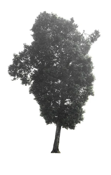 Зеленый Tree Изолирован Белом Фоне Файла Clipping Path — стоковое фото