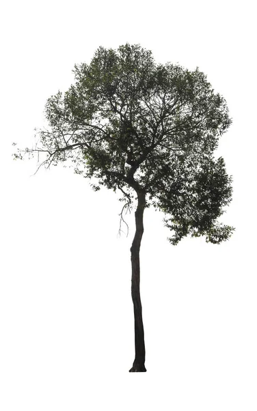 Yeşil Ağaç Izole Kırpma Yolu Ile Dosyasının Beyaz Arka Plan — Stok fotoğraf