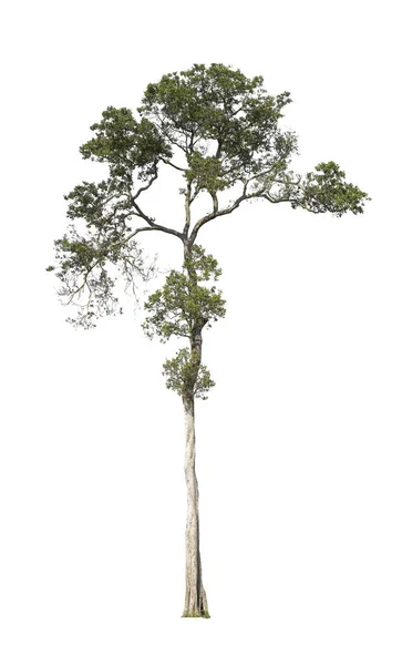 Yeşil ağaç, izole kırpma yolu ile dosyasının beyaz arka plan üzerinde .