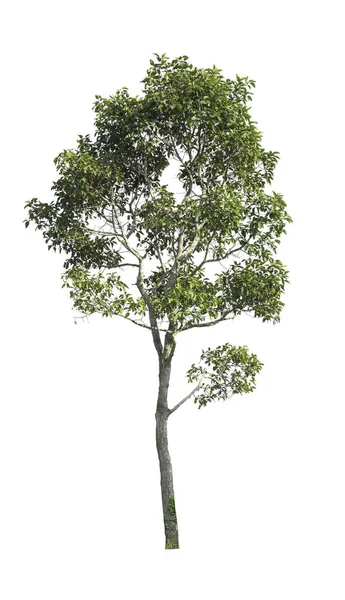 Árvore Verde Isolada Fundo Branco Arquivo Com Caminho Recorte — Fotografia de Stock