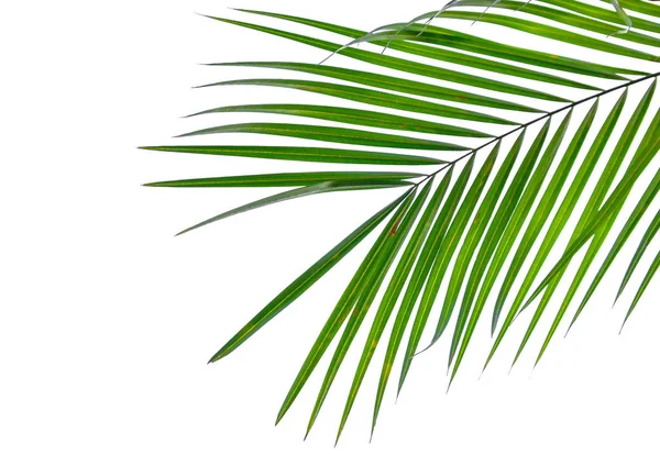 Folha Verde Palmeira Coco Isolada Sobre Fundo Branco — Fotografia de Stock