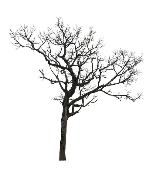 Kuru ağaç, izole kırpma yolu ile dosyasının beyaz arka plan üzerinde .