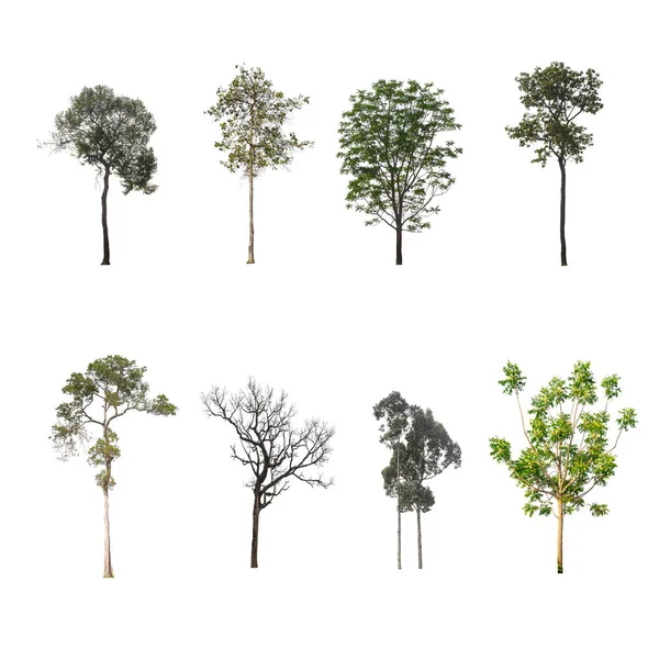 Πράσινο Δέντρο Απομονωμένα Λευκό Φόντο Συλλογή Των Δέντρων — Φωτογραφία Αρχείου