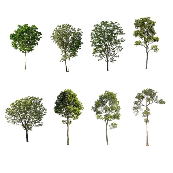 Green Tree Isolated White Background Collection Trees — Stock Photo, Image