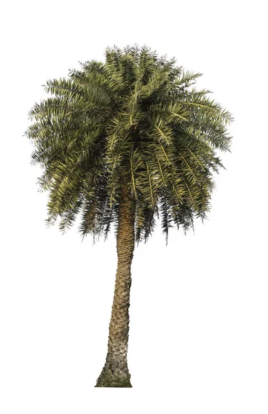 Green Palm Tree Isolated White Background File Clipping Path — Stock Photo, Image