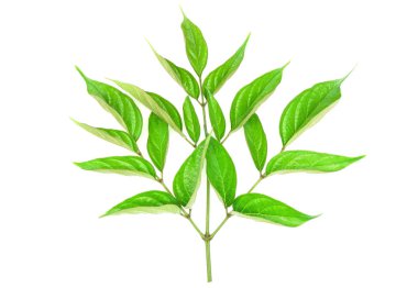 Beyaz arka plan üzerinde izole Su damlacıkları ile closeup yeşil yaprak .