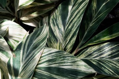 Closeup yeşil yaprak doğa arka plan için. Yeşil ağaç yapılmış yaratıcı bırakır.