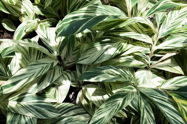 Closeup yeşil yaprak doğa arka plan için. Yeşil ağaç yapılmış yaratıcı bırakır.