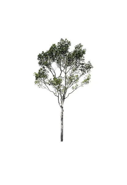 Зелене Дерево Ізольовані Білому Тлі Файлу Відсічний Контур — стокове фото