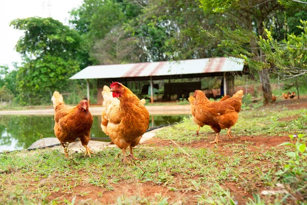 Hagyományos Csirke Farm Gazdálkodás Kültéri — Stock Fotó