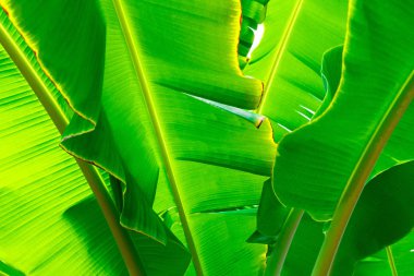 Closeup yeşil yaprak muz doğa arka plan için. Yaratıcı yeşil muz yapılan bırakır.