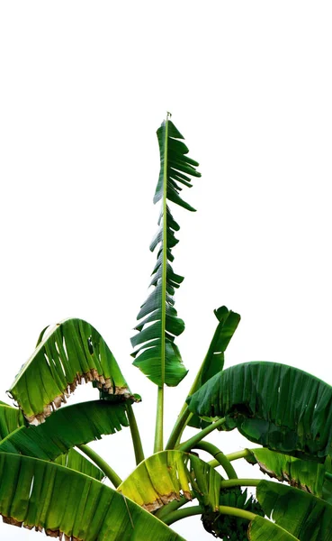 green banana leaf , green tropical foliage texture isolated on white background of file with Clipping Path .