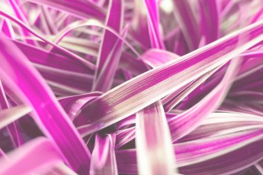 Arkaplan için yaratıcı pembe yaprak yapısı .