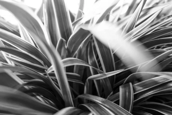 Closeup Creative Black White Leaf Nature Background Royalty Free Stock Images