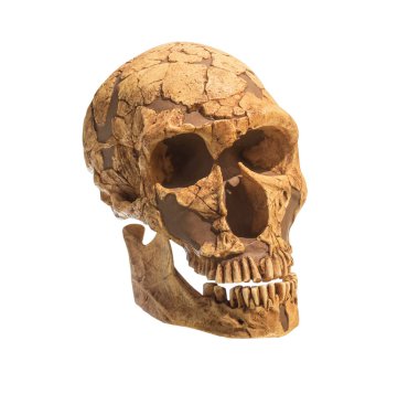 Beyaz arka plan üzerinde izole eski arkeolojik bulmak insan kafatası kafatası