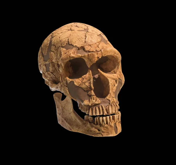 Старые археологические находки черепа человека на черном фоне — стоковое фото