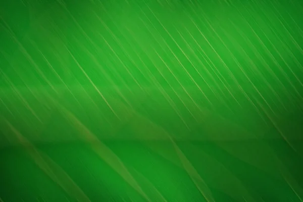 Abstract groen blad textuur voor achtergrond — Stockfoto