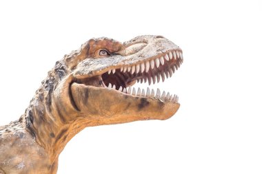 Tyrannosaurus rex beyaz zemin üzerine izole