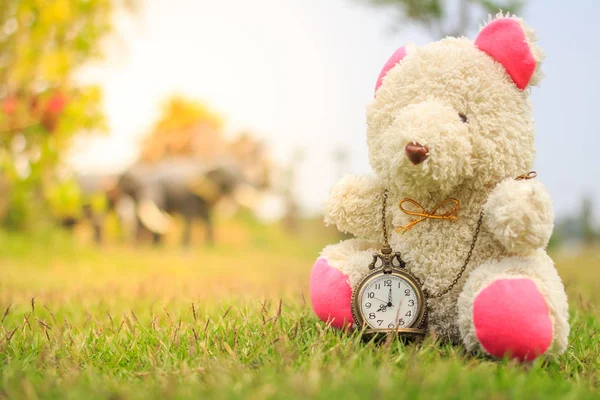 Ведмідь сидить на траві носити старовинний кишеньковий годинник — стокове фото