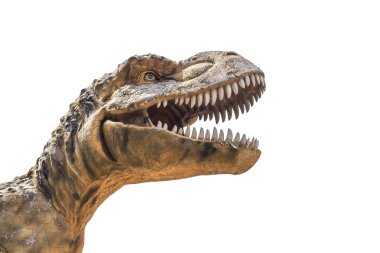 Tyrannosaurus rex beyaz zemin üzerine izole