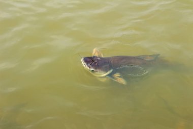 Pangasianodon hypophthalmus su