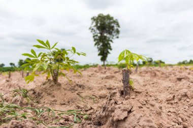 doğa fidan alanında yeşil manyok
