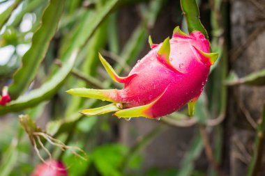Bahçedeki yağmurdan sonra ağaçta ejderha meyvesi