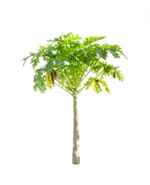 Papaya ağacı beyaz arkaplanda izole edilmiş