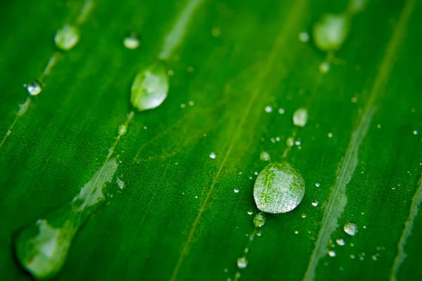 Капля воды на зеленых листьях — стоковое фото