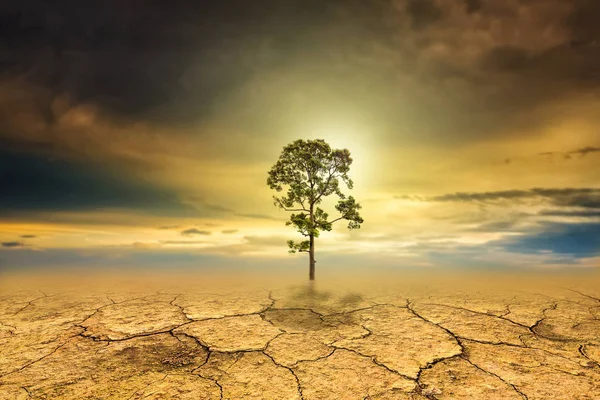 Strom suché půdy textury pozadí — Stock fotografie