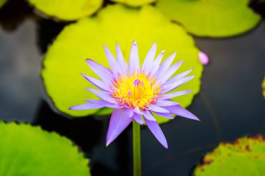 Lotus lotus tarım ile süslenmiş bir havuzda.