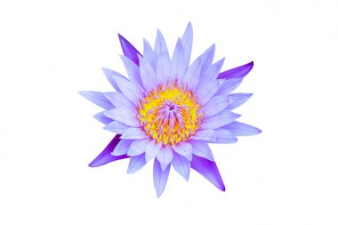 Lotus açık çiçek izole