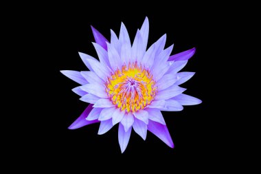 Lotus açık çiçek izole